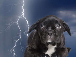 storm dog