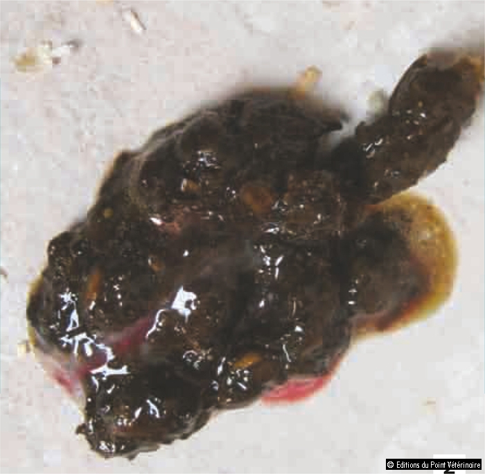 Comme tuer lutérus des parasites argileux au gothique 4