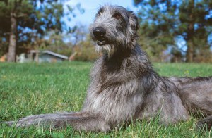 scottishdeerhoundsf1