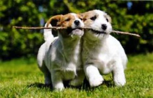 chiots_nicaise