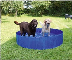 piscine-chien