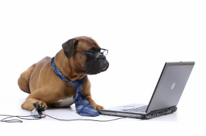 chien dressage ordinateur