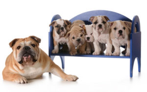 dog family - english bulldog father with five puppies sitting on a bench isolated on white background