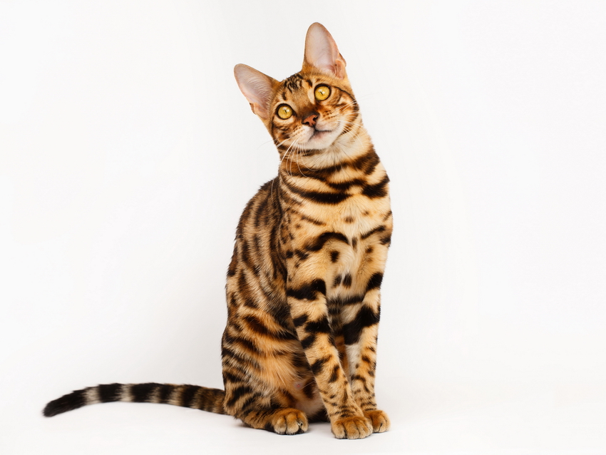 chat-bengal