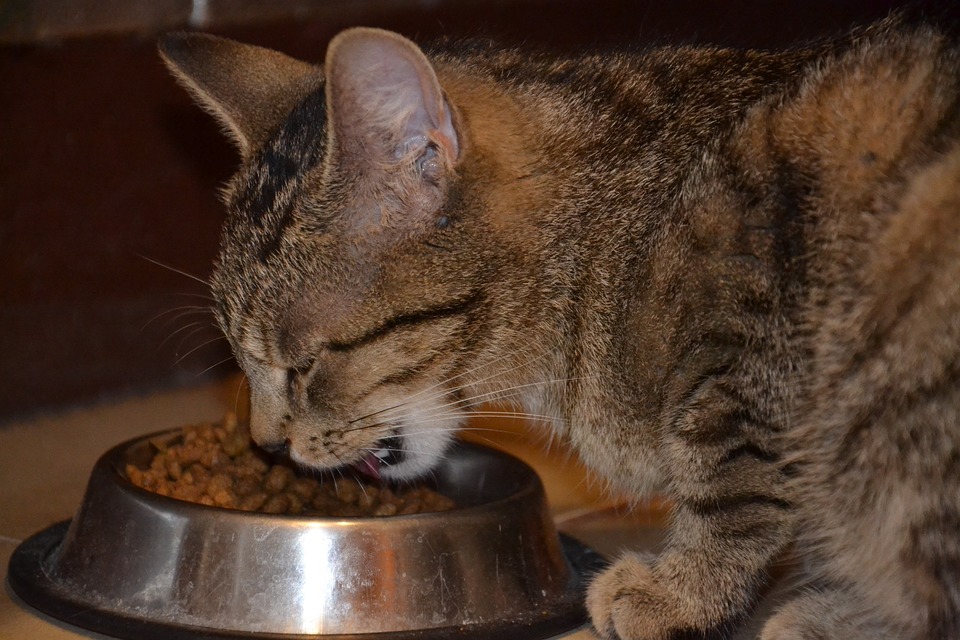 chat-mange-croquette