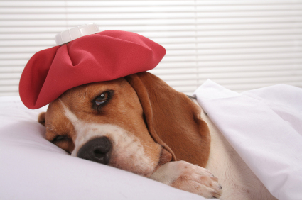 Cute sick little hound lying in bed with ice pack on her head