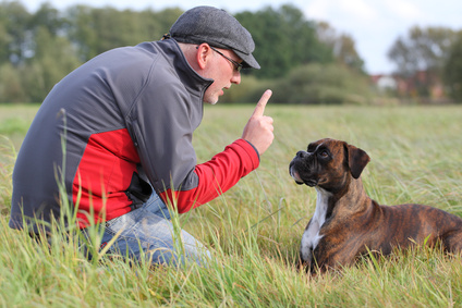 Hundetraining