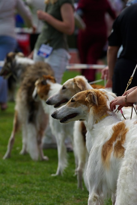 collier étrangleur en expo canine