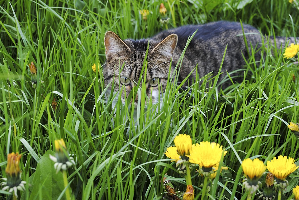 chat et fleur