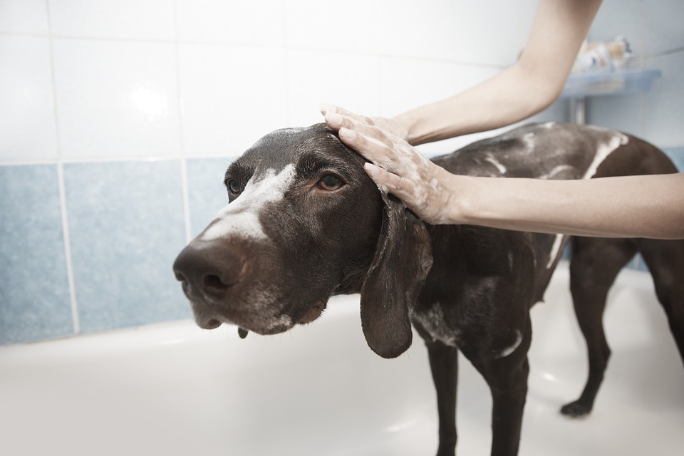 chien et shampoing