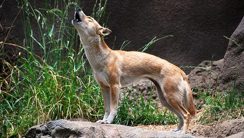 chien sauvage de nouvelle guinée