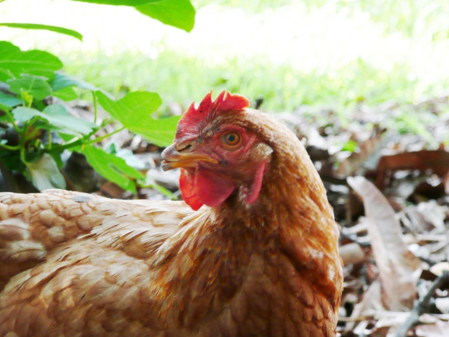 Des poules sauveuses des espèces menacées grâce à une modification génétique