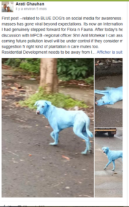 fb chien bleu