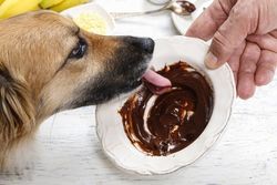 stock-photo-dog-licking-chocolate-233644888