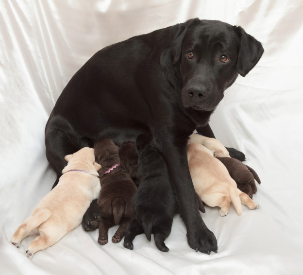 Préparer une mise bas chez la chienne