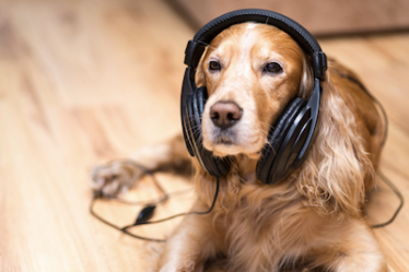 musique chien chat pet élevage