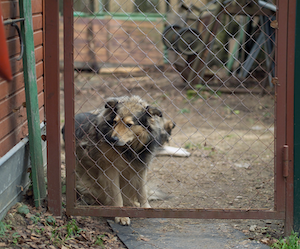 stress chien chat pet élevage